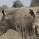 John Hume, ancien grand éleveur de rhinocéros, a été arrêté en Afrique du Sud pour trafic de cornes (photo d'illustration). KEYSTONE/AP/ANDREW KASUKU